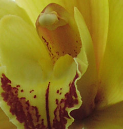 yellow orchid photo
